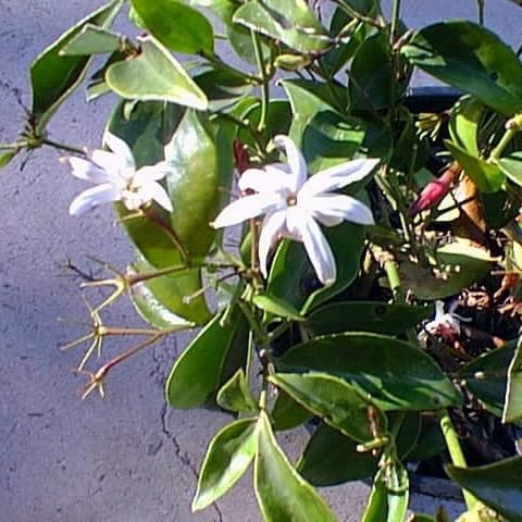 Live Angel Wing Jasmine (Jasminum Nitidum) Plants - Fragrant, White Blooming Evergreen Shrub for Any Garden (4 jas Angel Cups)