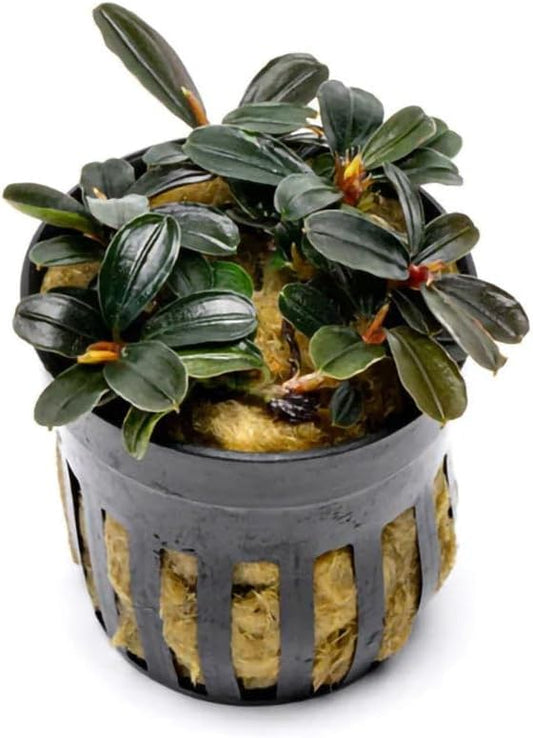 SubstrateSource Live Plants - Bucephalandra Kedagang Round Mini (Bucephalandra sp. 'Kedagang Round Mini') - Low to Medium Light, Dark Green Rounded Leaves, Foreground to Midground - Pot - 1 Pack