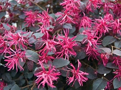 Daruma Dwarf Loropetalum (Chinese Fringe) - Live Plant - 3 Gallon Pot