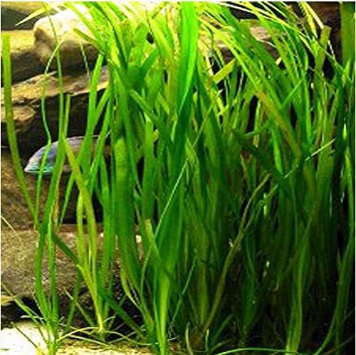 Live Jungle Vallisneria American Val Plant - Provides Canopy on Tank Top & Shelter to Baby Fish - Fast Growth, Long Lasting & Easy to Care Aquatic Plants - 6 Plants - Green