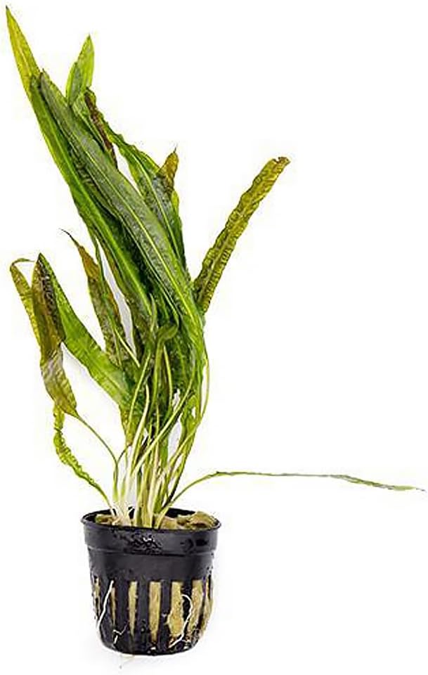 SubstrateSource Cryptocoryne Live Aquarium Plants - Freshwater Plant for Aquariums, Planted Fish Tanks - Beginner Friendly (Balansae, 5 Pots (20-25 Plants))