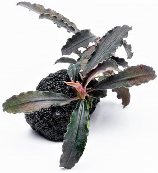 SubstrateSource Live Aquarium Plants on Driftwood, Lava Rock, Moss Mat - Freshwater Fish Tank Plants (Bucephalandra Godzilla on Lava Stone)