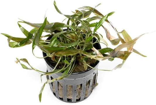 SubstrateSource Live Plants - Cryptocoryne Axelrodi (Cryptocoryne axelrodi) - Low to Medium Light, Olive to Reddish-Brown Freshwater Aquatic Plant, Midground Placement for Aquascaping - Pot, 1 Pack