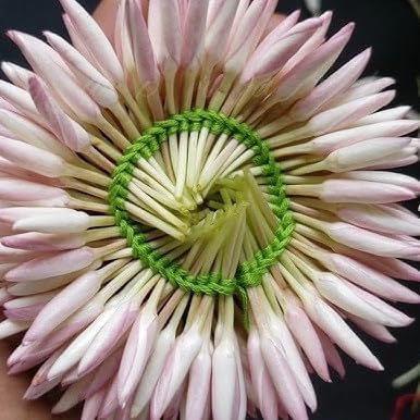 Pink Jasmine Vine - Jasminum Polyanthum - Fragrant & Blooming, Perfect for Indoor/Outdoor Decor (2 Pink jas sacs)