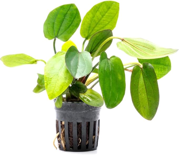 SubstrateSource Live Plants - Echinodorus ‘Horizontalis Variegated’ - Moderate to High Light, Green Variegated Accent, Midground to Background, Freshwater Aquatic Plant - Pot