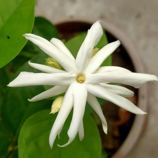 2 White Jasmine Plants Live, Climbing Jasmine Indoor Outdoor Live, Fragrant, 5-9" in Tall, No Pot, Hardy and Fast-Growing