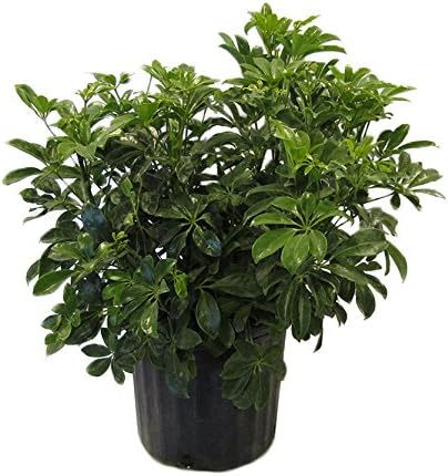 American Plant Exchange Schefflera Arboricola – 10-Inch Pot – Live Easy Care Tropical Shrub, Outdoor or Indoor Umbrella Plant for Patios, Landscapes, Entryways & Home Garden Décor