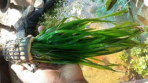 Live Jungle Vallisneria American Val Plant - Provides Canopy on Tank Top & Shelter to Baby Fish - Fast Growth, Long Lasting & Easy to Care Aquatic Plants - 6 Plants - Green
