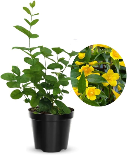 2 Jasmine Plants Live, Jasmine Flower Plant, 5 Inc Long, Annual Blooming Climbing Vine (Yellow)