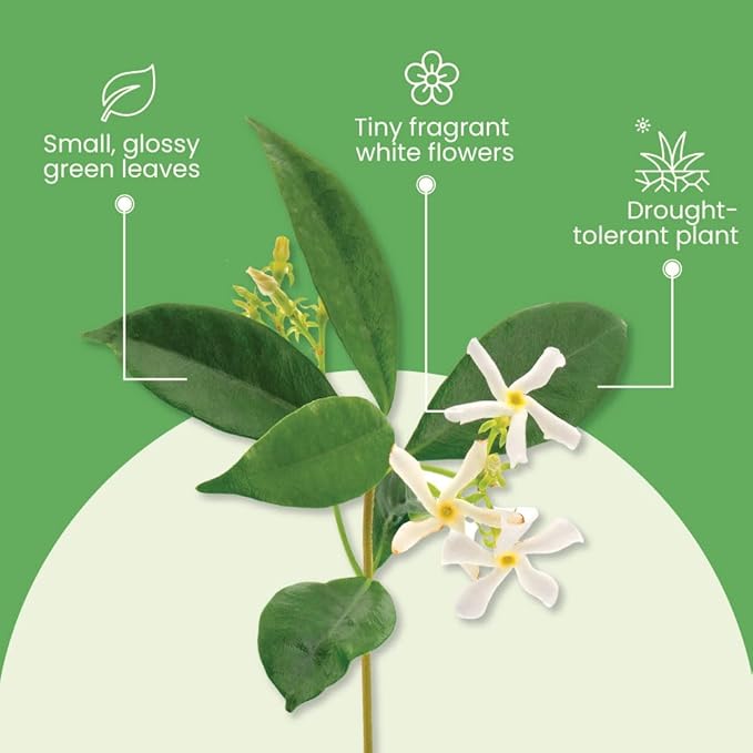 American Plant Exchange Variegated Confederate Jasmine – 6-Inch Pot – Live Fragrant Flowering Vine with Green and White Foliage for Hanging Baskets, Trellises, Patios & Outdoor Décor