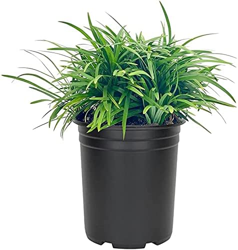 Dwarf Mondo Grass | 12 Large Quart Size Plants | Ophiopogon Japonicus Nanus | Shade Loving Evergreen Ground Cover