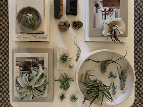 ragnaroc Holiday Hosting Gift Box Jumbo - 12ct - Tillandsia Air Plant Set - Live Arrival Guaranteed - House Plants for Home Decor & Gift