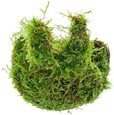 SubstrateSource Live Aquarium Plants on Driftwood, Lava Rock, Moss, Fiber Mat - Freshwater Fish Tanks - Easy, Beginner Friendly (Christmas Moss on Coconut Rabbit)