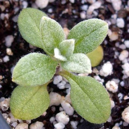 3500 Snow in Summer Seeds - Great Ground Cover, Xeriscape - Perennial