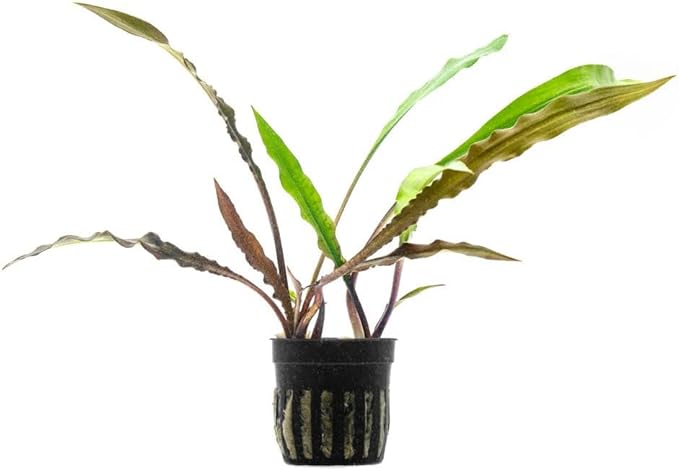 SubstrateSource Live Plants - Crypt Spiralis Tiger (Cryptocoryne spiralis 'Tiger') - Low to Medium Light, Green-Brown Color Aquatic Plant, Background Placement - Rosette Growth - Pot, 1 Pack