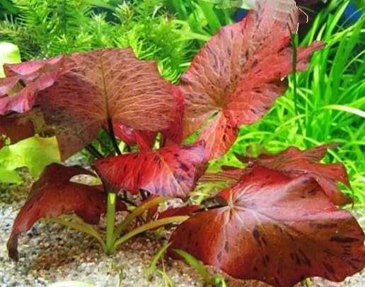 Dwarf Water Lily Bulb Nymphaea Stellata/Nouchali/Rubra Live Aquarium Plant Guarantee to Grow Rhizome Root Also for Bonsai Bowl or Patio Water Feature Awesome Aquatic (1, Dwarf Water Lily Aquarium)