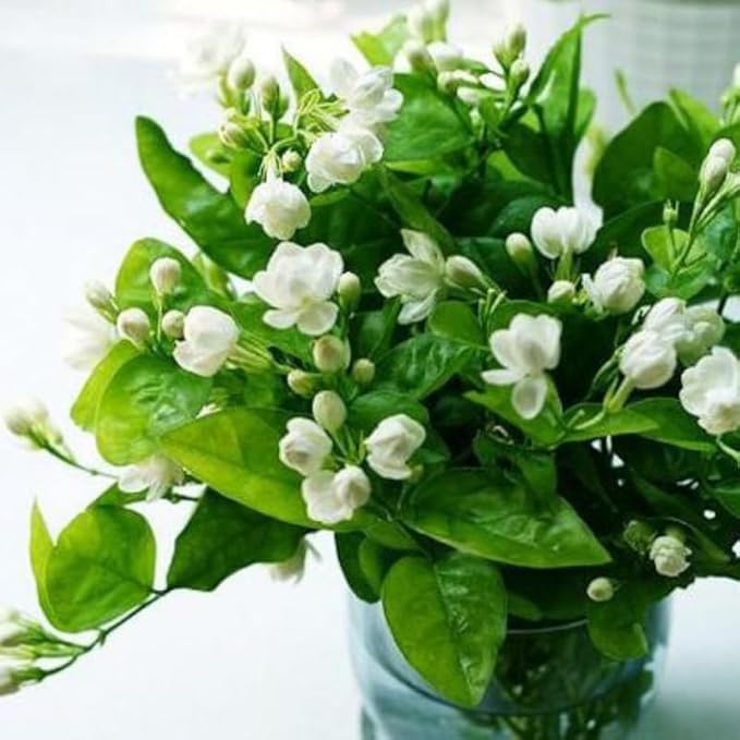 2 Orleans Sambac Jasmine Plants Live, Climbing Jasmine Indoor Outdoor Live, Fragrant, 5-9" in Tall, No Pot, Hardy and Fast-Growing