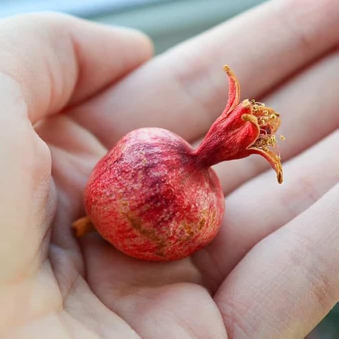 Live Dwarf Pomegranate Plant (Punica Granatum) - Compact, Ornamental Fruit Bearing Shrub, Indoor/Outdoor (2 pom-Dwarf sacs)