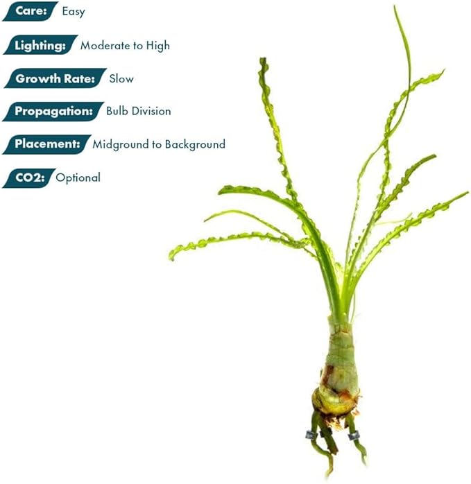 SubstrateSource Crinum Calamistratum Live Aquarium Plant – African Onion Plant, Slow-Growing Freshwater Aquatic w/Curly Green Leaves for Planted Tanks, Background or Midground Tank Placement - Bulb