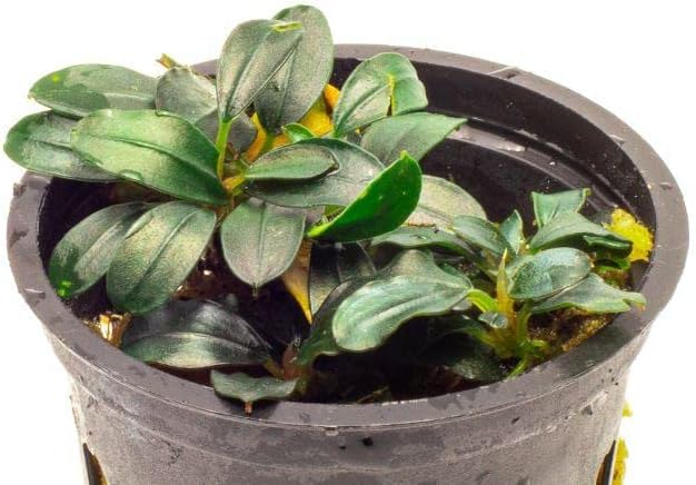 SubstrateSource Bucephalandra Mini Coin Potted Live Aquarium Plant - Natural Freshwater Fish Tank Decorations and Aquatic Décor