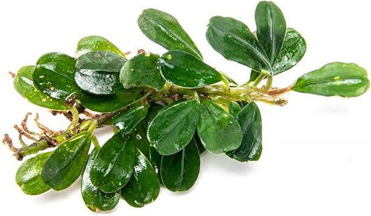 SubstrateSource Bucephalandra Purple Blue Live Aquarium Plant - Natural Freshwater Fish Tank Decorations, Aquatic Decor (Small Clump (3-5 Plants))