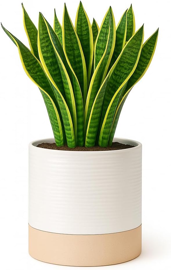 Self Watering Planter – 6 Inch Ceramic Plant Pots for Indoor House Plants with Drainage Hole & Water Storage for Succulents (White & Beige, 7" Tall)