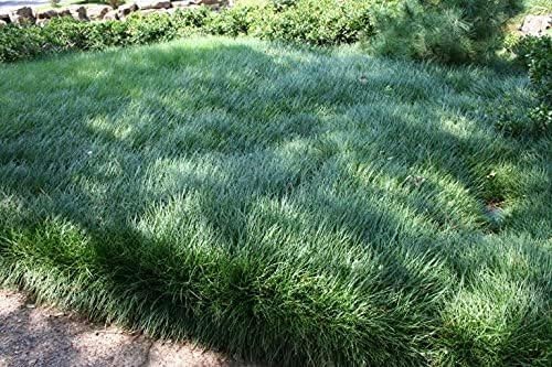 Mondo Grass Ophiopogon Japonicus | 3 Large Quart Size Plants | Live Shade Loving Evergreen Groundcover Plants