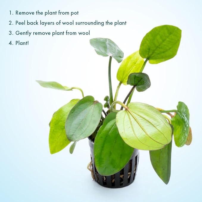 SubstrateSource Live Plants - Echinodorus ‘Horizontalis Variegated’ - Moderate to High Light, Green Variegated Accent, Midground to Background, Freshwater Aquatic Plant - Pot