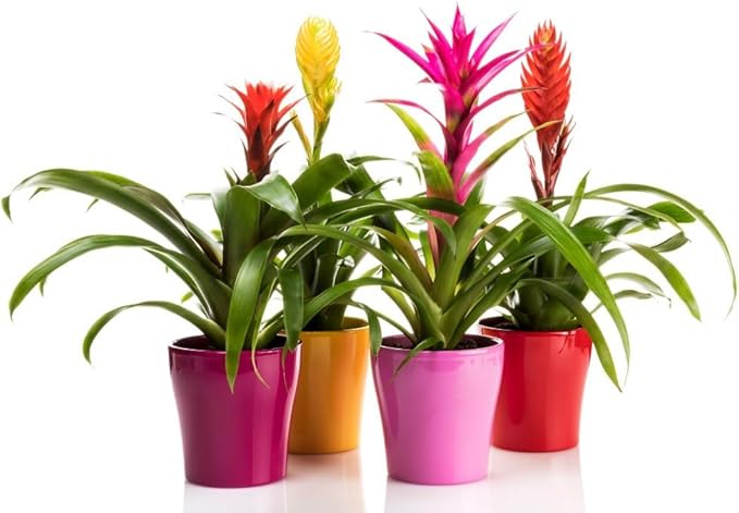 Gardenera Bromeliad Planting Mix - Promote Robust Root Development and Lush Foliage - 4 QUARTS