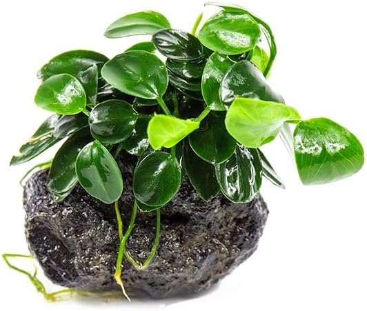 SubstrateSource Live Aquarium Plants on Driftwood, Lava Rock, Moss Mat - Freshwater Fish Tank Plants (Anubias Nana Petite on Lava Stone)