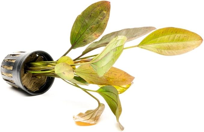 SubstrateSource Echinodorus Ozelot Sword Live Plant for Freshwater Aquariums, Natural Fish Tank Decorations, and Aquatic Decor (1 Pot (2-3 Plants))
