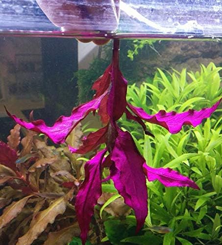Alternanthera Reineckii VAR. Rosanervig Mini Freshwater Red Stems Live Aquarium Plant