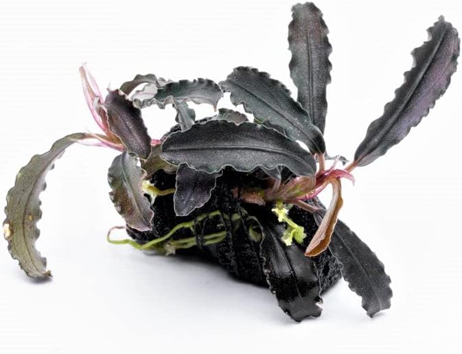 SubstrateSource Live Aquarium Plants on Driftwood, Lava Rock, Moss Mat - Freshwater Fish Tank Plants (Bucephalandra Godzilla on Lava Stone)