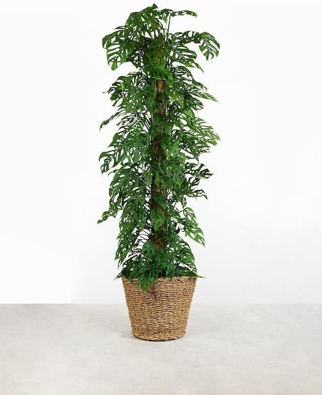 GARDENERA Monstera Adansonii Premium Potting Mixture: Promote Aeration, Drainage & Nutrient Uptake - 2 Quart