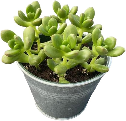 Sprout N Green 4'' Sedum lucidum Obesum with Vintage Metal Pot, Live Succulent Fully Rooted in Pots with Soil Mix, Rare House Plant for Home Office Indoor Outdoor Décor
