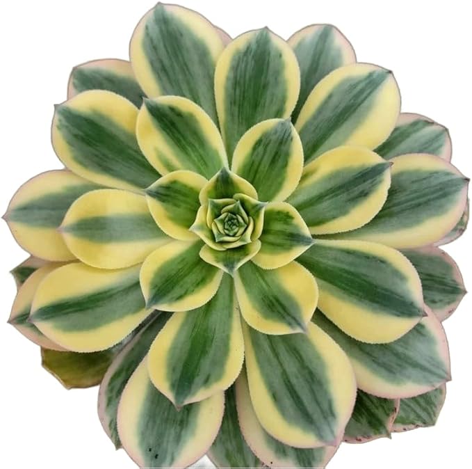 Live Succulents 4" Aeonium Sunburst Fully Rooted in Pots with Soil Mix, Succulents Plants Live, Rare House Plant for Home Office Wedding Indoor Outdoor Decoration, DIY Projects by The Succulent Cult