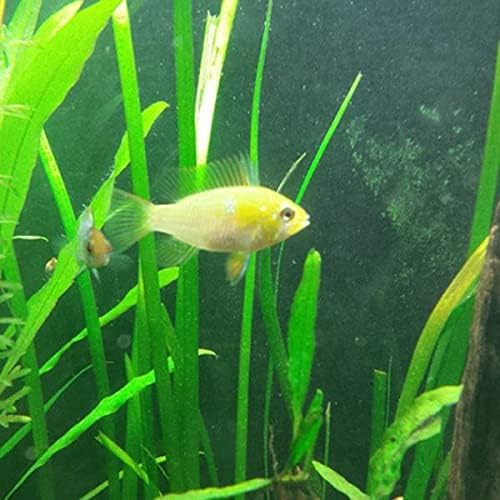 Live Jungle Vallisneria American Val Plant - Provides Canopy on Tank Top & Shelter to Baby Fish - Fast Growth, Long Lasting & Easy to Care Aquatic Plants - 6 Plants - Green