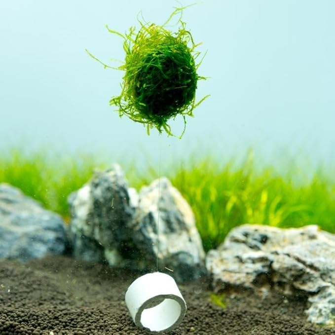 SubstrateSource Live Aquarium Plants on Driftwood, Lava Rock, Moss, Fiber Mat - Freshwater Fish Tanks - Easy, Beginner Friendly Vesicularia Montagnei (Floating Christmas Moss Ball)