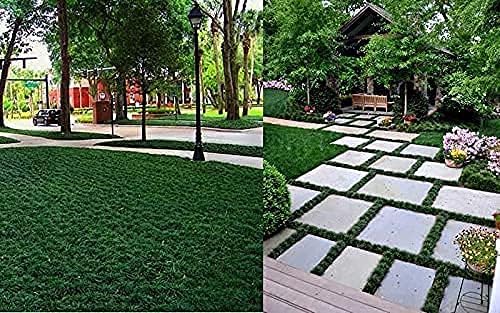 Dwarf Mondo Grass | 12 Large Quart Size Plants | Ophiopogon Japonicus Nanus | Shade Loving Evergreen Ground Cover