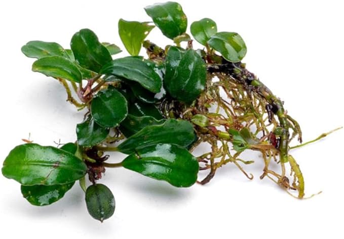 SubstrateSource Bucephalandra Purple Adonis Live Aquarium Plant - Natural Freshwater Fish Tank Decorations, Aquatic Décor - Small Clump (3-5 Plants)