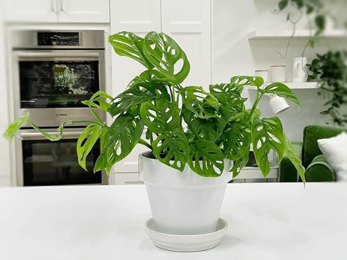 Gardenera Premium Swiss Cheese Plant Potting Mix - Monstera Deliciosa Blend for Optimal Nutrients and Drainage for Healthy Growth - 2 Quart