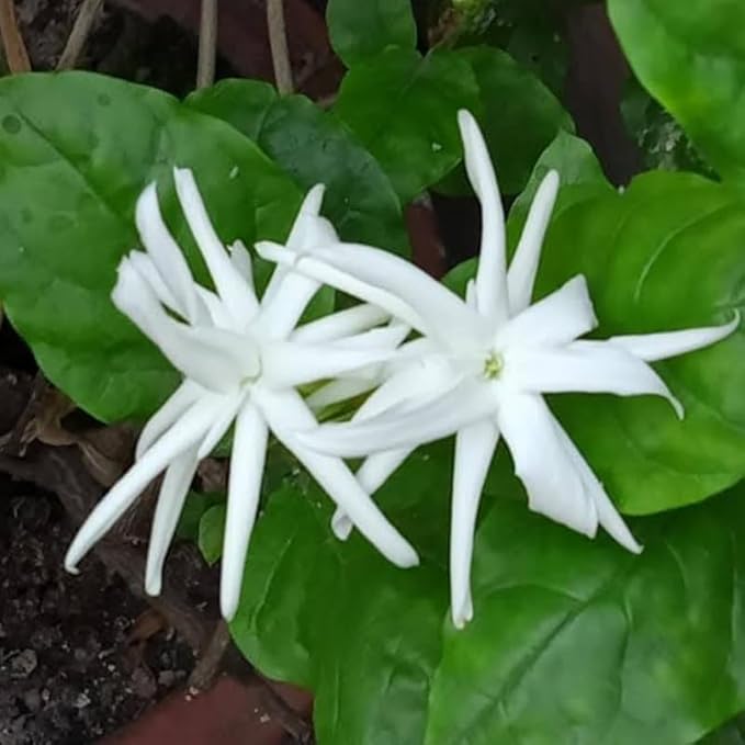 2 Belle of India Jasmine Plants Live, Climbing Jasmine Indoor Outdoor Live, Fragrant, 5-9" in Tall, No Pot, Hardy and Fast-Growing