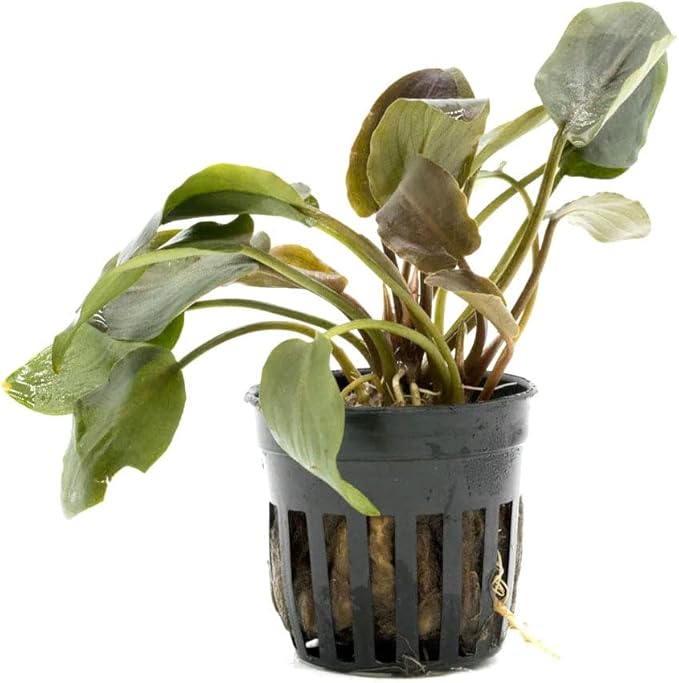 SubstrateSource Live Plants – Lagenandra Meeboldii Red (Lagenandra meeboldii) – Moderate Light, Red to Bronze Accent Freshwater Aquatic Plant, Midground Placement for Aquascaping – Pot, 5 Pack