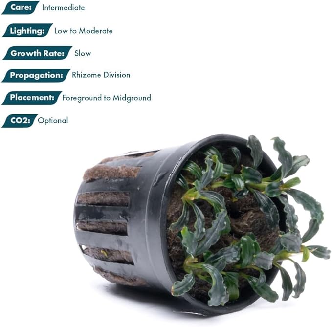 SubstrateSource Live Plants – Bucephalandra Brownie Adinda (Bucephalandra sp. 'Brownie Adinda') – Low to Medium Light, Dark Green w/Red Iridescence Color, Foreground to Midground – Pot, 1 Pack