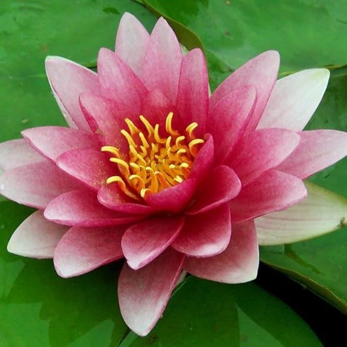 Rembrandt Live Perennial Water Lily Perfect Pond Plant Pre Grown Bare Root Waterlily Outdoor Koi Pond or Container Ponds Lillies pregrown Lilly pad