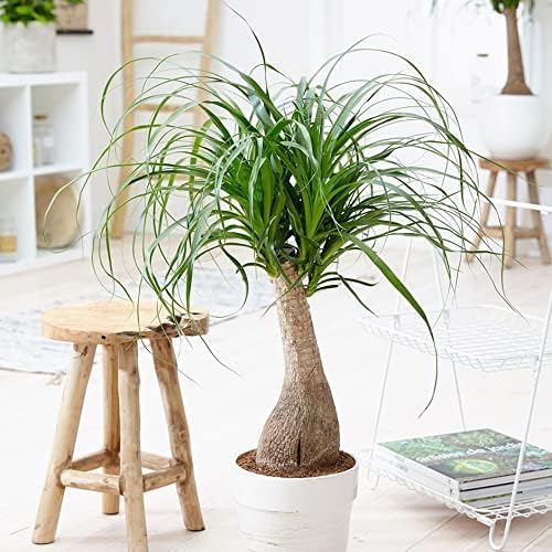 Gardenera Nolina Plant Potting Soil - All-Natural Blend for Thriving Nolina Plants - Boosts Root Health and Distinctive Form - 10 Quart