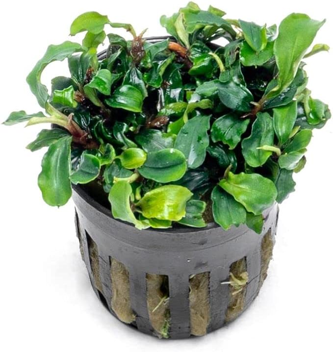 SubstrateSource Bucephalandra Green Wavy Potted Live Aquarium Plant - Natural Freshwater Fish Tank Decorations, Aquatic Décor