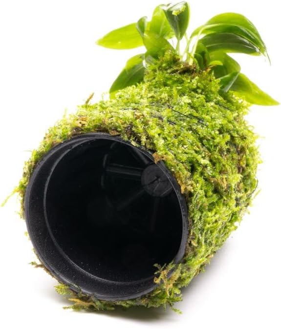 SubstrateSource Live Aquarium Plants on Driftwood, Lava Rock, Moss, Fiber Mat - Freshwater Fish Tanks - Easy, Beginner Friendly (Anubias Minima on Christmas Moss Tower)