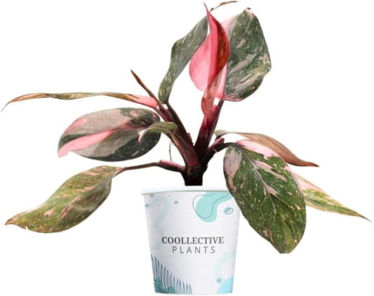 CoollectivePlants Philodendron Pink Princess Marble – Rare Philodendron Plant Live in 2″ Grower's Pot, Live Indoor House Plants, Low Maintenance Indoor House Plants Live