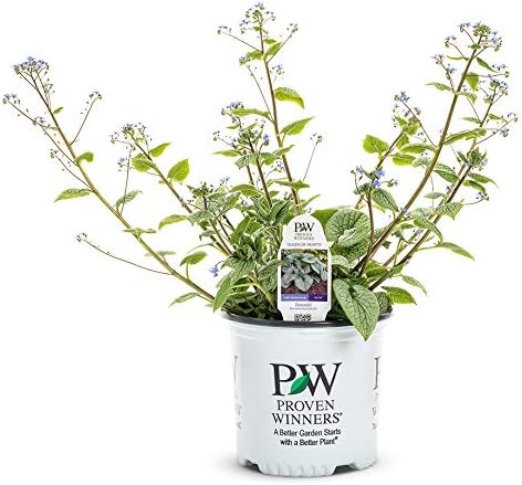 Proven Winners BRUPWP1016102 Queen of Hearts (Brunnera) Live Plant, 1 Gallon, Silver